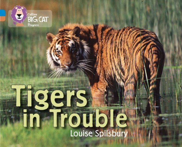BIG CAT PROGRESS - TIGERS IN T