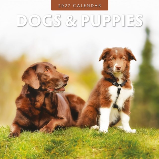 Dogs & Puppies 2027 Square Wall Calendar
