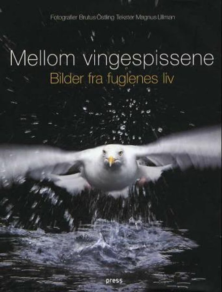 Mellom vingespissene - bilder fra fuglenes liv