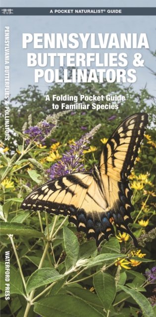 Pennsylvania Butterflies & Pollinators