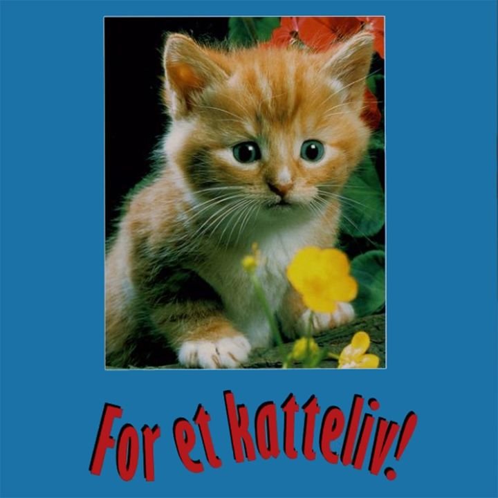 For et katteliv