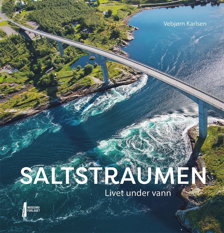Saltstraumen - livet under vann