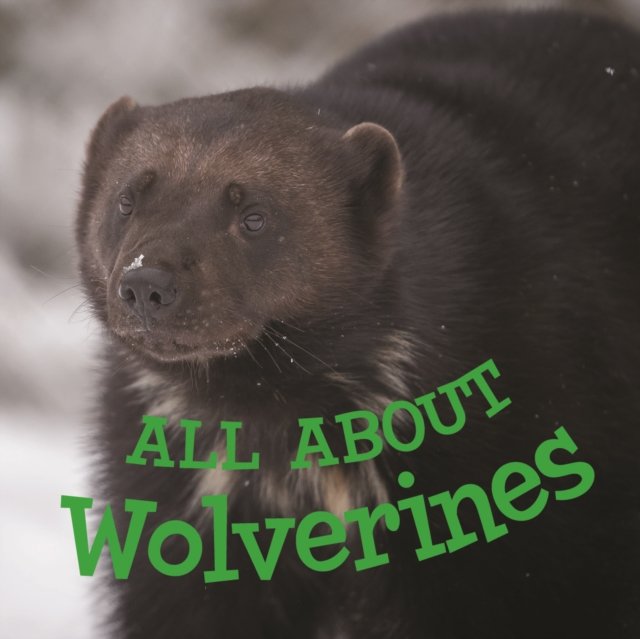 All about Wolverines