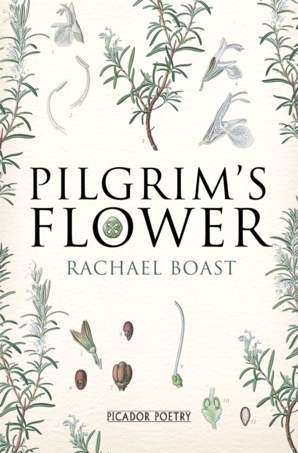 Pilgrim''s Flower