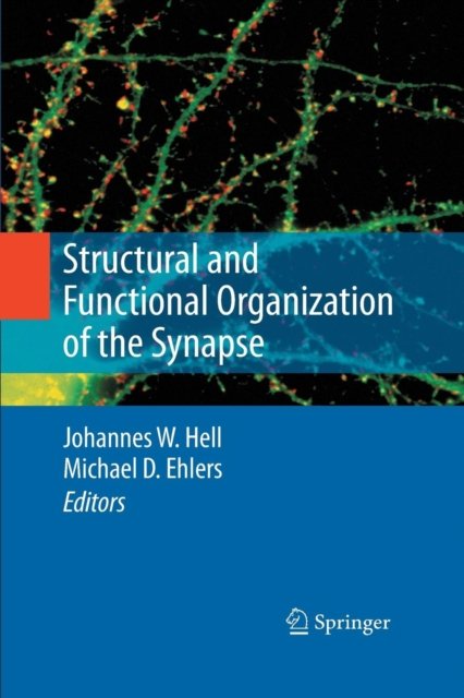 Structural and Functional Organization of the Synapse