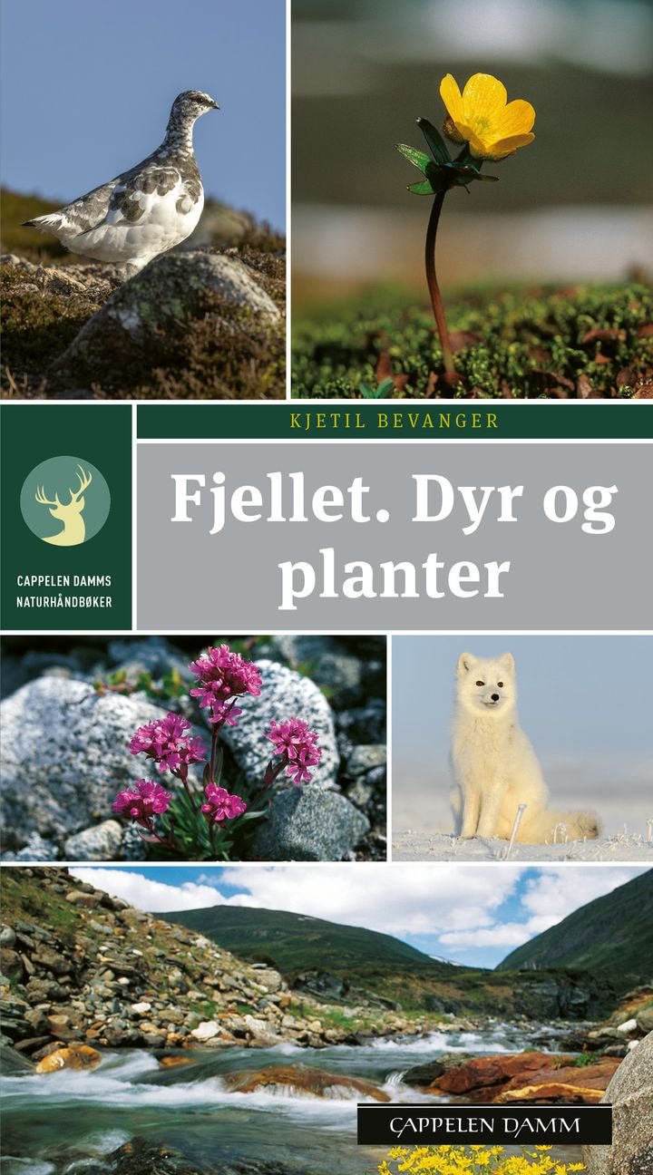 Fjellet - dyr og planter