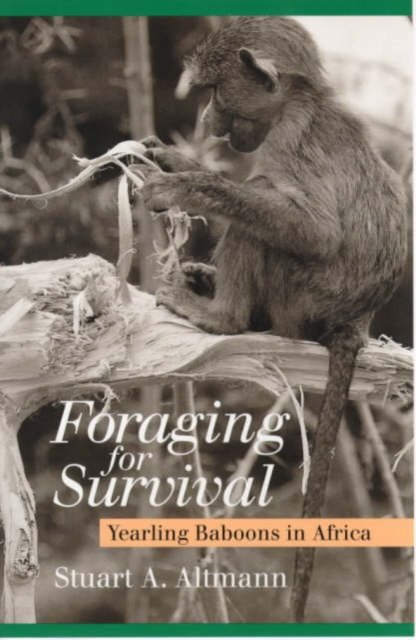 Foraging for Survival – Yearling Baboons in Africa