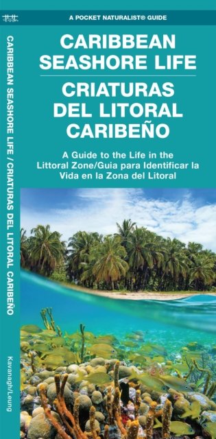 Caribbean Seashore Life / Criaturas del Litoral Caribeno
