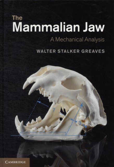 The Mammalian Jaw