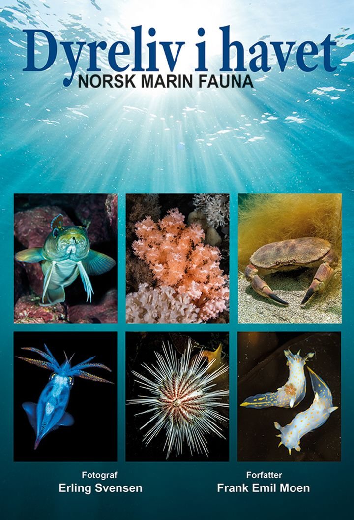 Dyreliv i havet - norsk marin fauna
