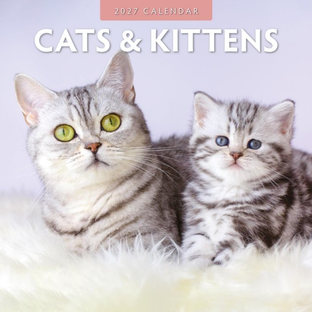Cats & Kittens 2027 Square Wall Calendar