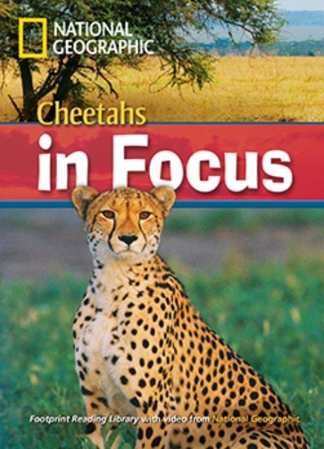 Cheetahs in Focus