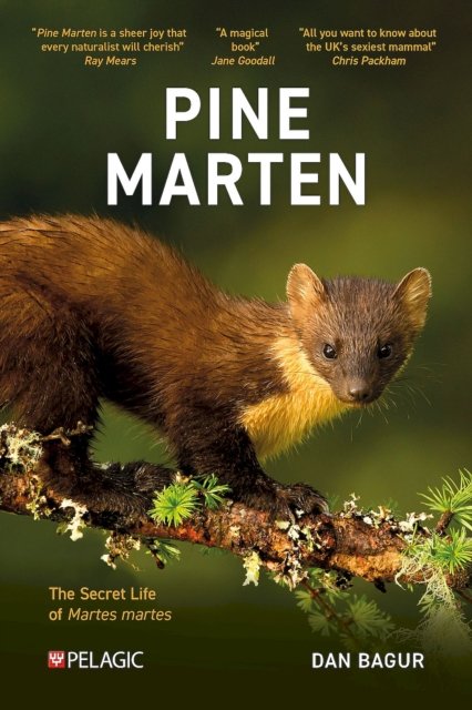Pine Marten