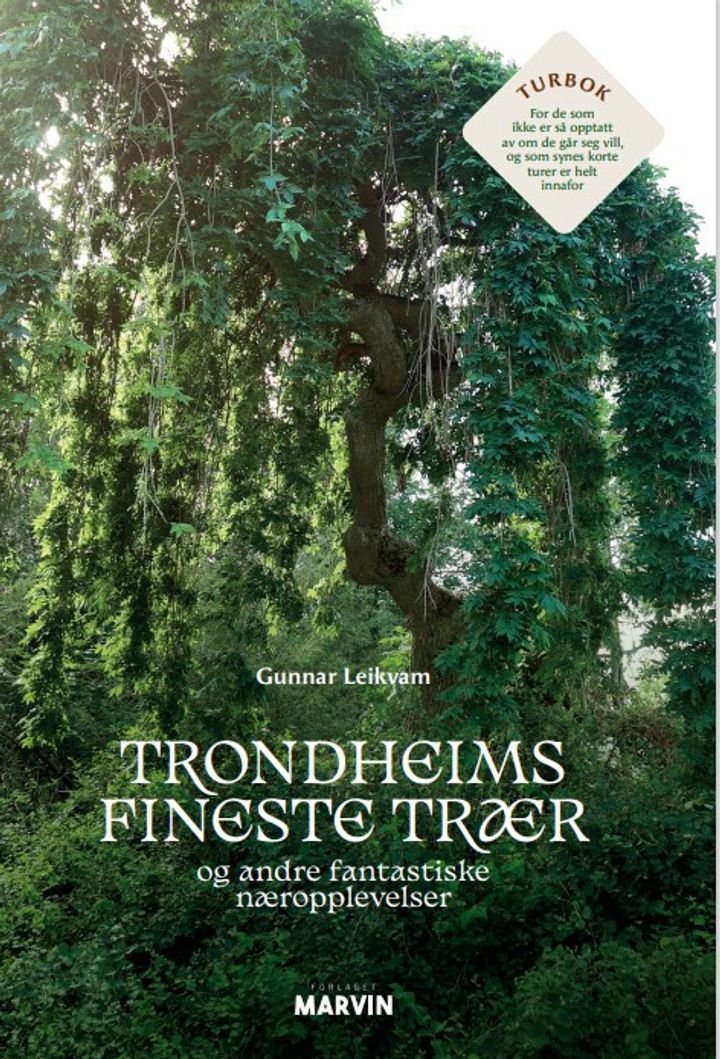 Trondheims fineste trær - og andre fantastiske næropplevelser