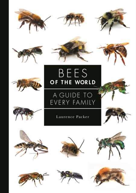 Bees of the World – A Guide to Every Family
