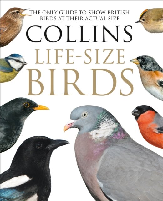 LIFE-SIZE BIRDS PLC
