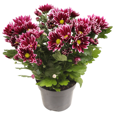 Obrázok KVETY CHRYZANTÉMA MULTIFLÓRA 16CM CUREL