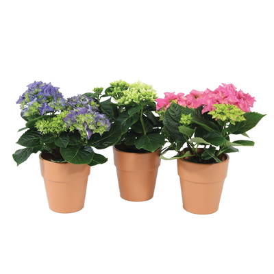 Obrázok KVETY HORTENZIA 14CM