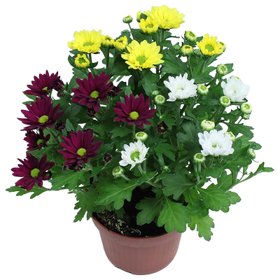 Obrázok KVETY CHRYZANTÉMA MULTIFLÓRA 19CM  CUREL