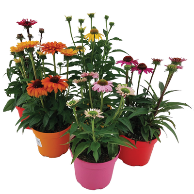 Obrázok KVETY ECHINACEA MIX 17CM