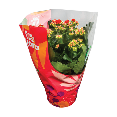 Obrázok KVETY BVF KALANCHOE 12CM