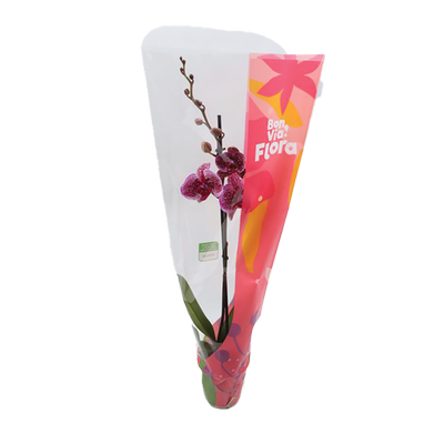 Obrázok KVETY BVF ORCHIDEA 1VYHON 12CM