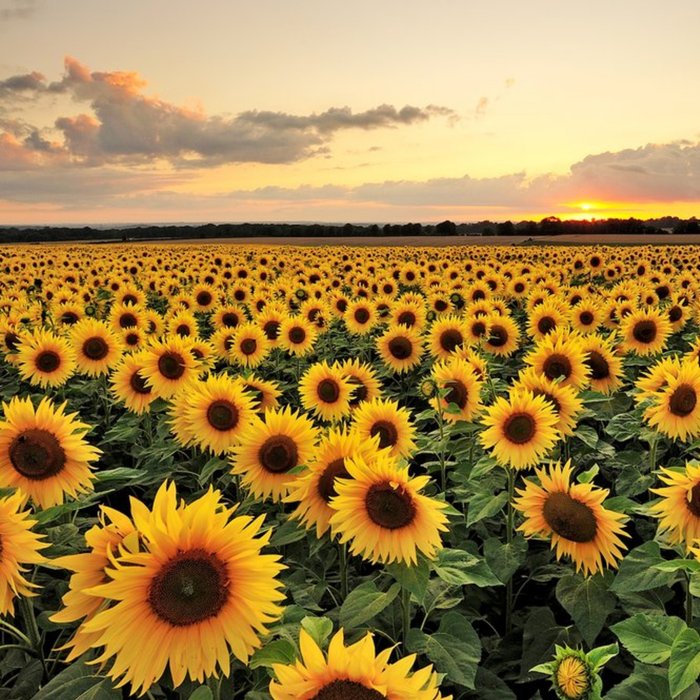 Photographic Field of Sunflowers Just a Note Card | Moonpig