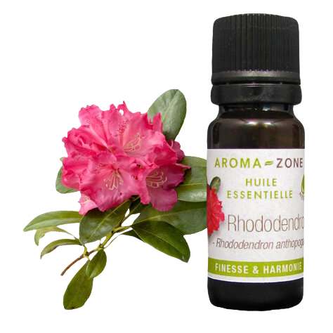 Rhododendron essential oil: properties and uses - Aroma-Zone