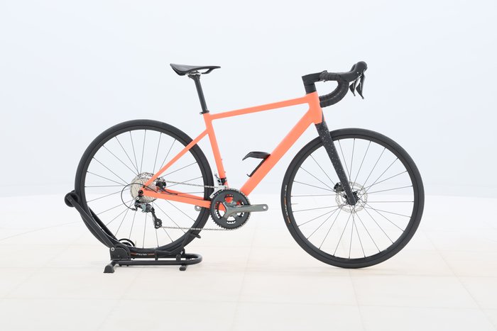 Rose Blend Road 2024